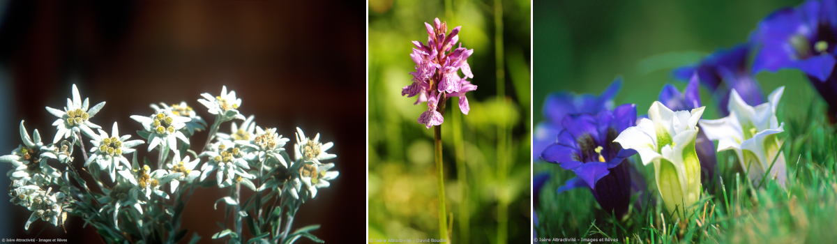 bandeau-flore-de-montagne-alpes-isere