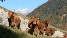 Ferme du Taillefer