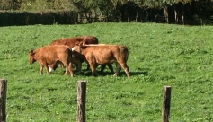 La ferme de Reculefort