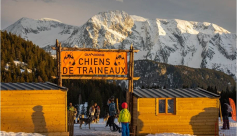 Baptême en chiens de traîneau