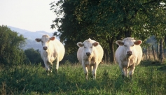 La ferme des vaches heureuses