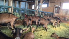 Visite gourmande de la chèvrerie des Cabrioles
