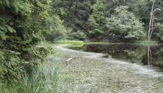 Espace Naturel Sensible de la forêt du Bout et Combe Grasse