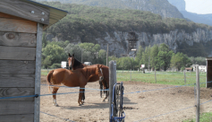 Sylvain Piltant - Location de chevaux à Sassenage