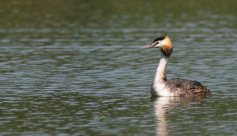 Oiseaux d&#039;eau et des roselières du lac de Petichet