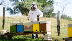 Découverte de l&#039;apiculture