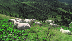 Descente des Alpages