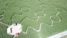 Labyrinthe géant de maïs