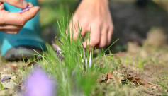 Visites et ateliers chez Legoût des plantes