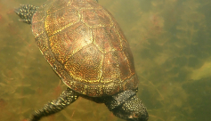 Sortie ENS : à la découverte de la tortue cistude
