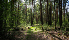 Exposition sur les forêts