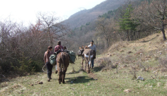 Domaine du Rocher Saint-Loup /  randonnées accompagnées avec les animaux