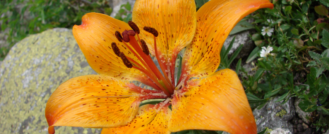 lys sur le sentier de venosc