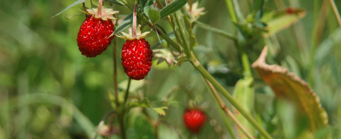 Fraises des bois