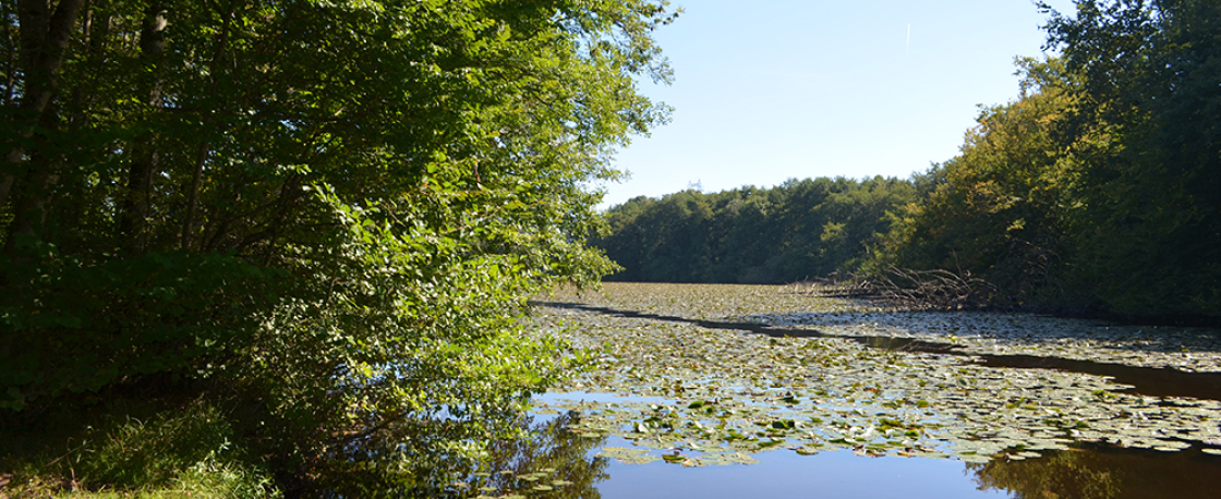 Etang de Malseroud