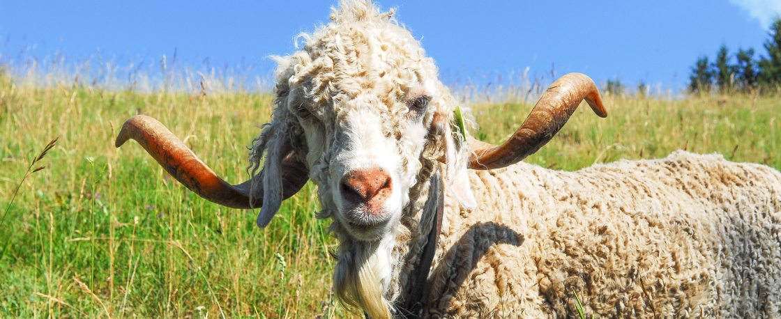 Visite de fermes en Isère