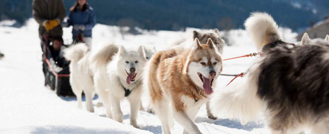 mushers en isère chiens de traineaux alpes benjamin becker