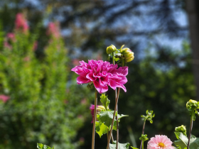 Jardin des Fontaines Ptrifiantes