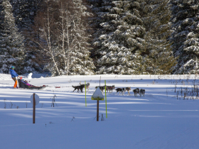 Photo chiens de traineau Chamrousse