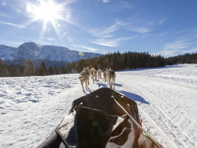 Photo chien de traineau Chamrousse