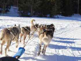 Photo chien de traineau Chamrousse