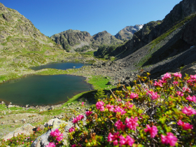 Fleurs lacs Robert Chamrousse