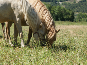 Espace questre du Trives