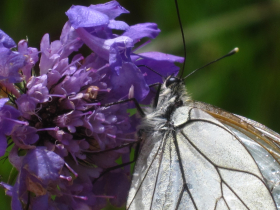 Reprsentation de la faune et de la flore des prairies alpine autour d'Oz-en-Oisans