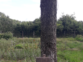 Tronc d'un pommier et d'un champ de fleurs