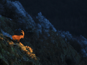 Observer et photographier les animaux de montagne