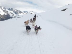 chiens de traineaux