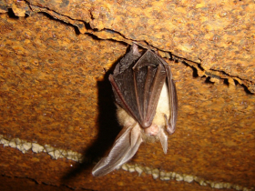 Sortie NatureA la dcouverte des chauves-souris - Saint-Hilaire-de-Brens - Balcons du Dauphin