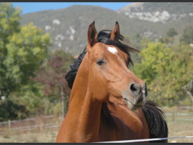 Second Souffle Centre Equestre Bourg d'Oisans